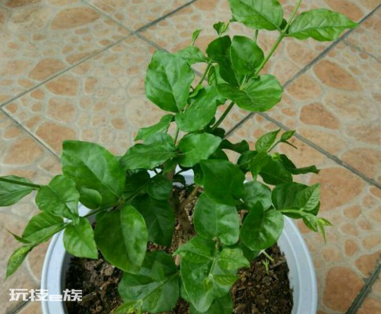 茉莉花什么时候修剪好(家里养茉莉花注意换盆和修剪时机)-图片7